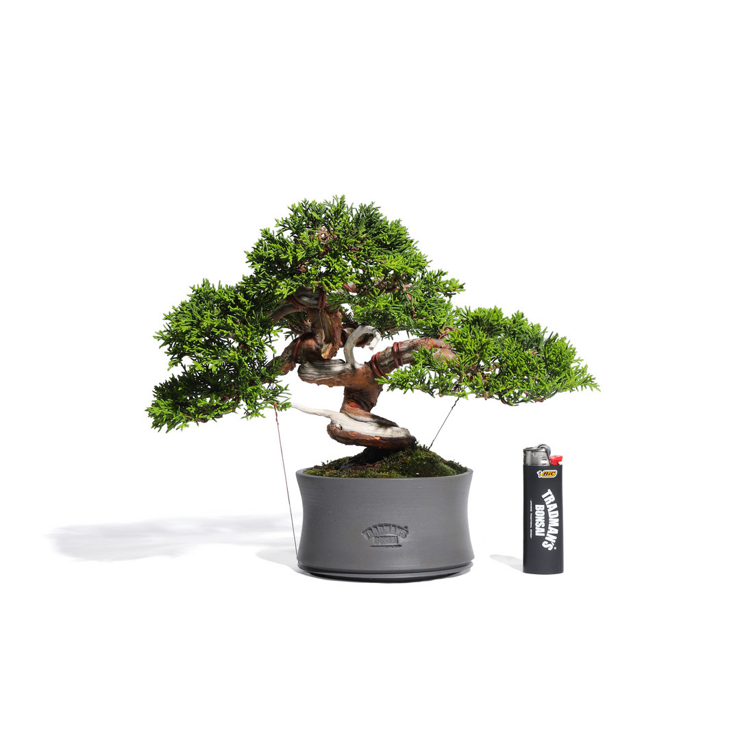 真柏 -Japanese Juniper- （推定樹齢30年）-M0011-｜TRADMAN'S BONSAI